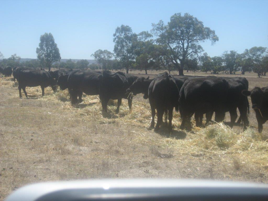 Efficiently Feed Stock and Reduce Safety Issues with the Hay Express