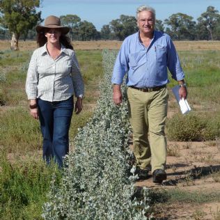 saltbush