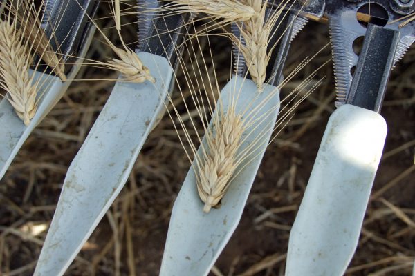 tiny fe-wheat-pods