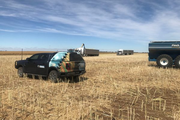 Harvesting Canola in Burchip (Dave Ferrier)