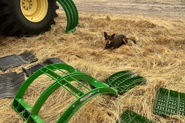 Pjil Mattingly Dog and MAD in Brookton